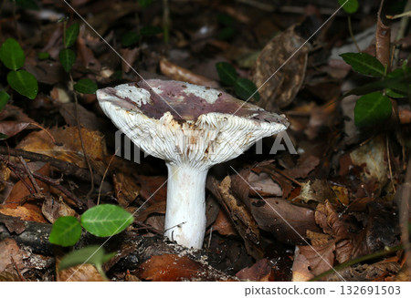 淡粉紅色紅菇,中心凹陷(水平放置,自然環境中的蘑菇,閃光燈微距攝影) 淡粉紅色紅菇,中心凹陷(水平放置,自然環境中的蘑菇,閃光燈微距攝影) 132691503