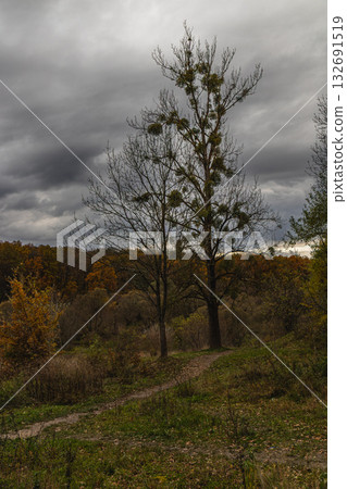 Autumn landscape with bare trees under a cloudy sky Autumn landscape with bare trees under a cloudy sky 132691519