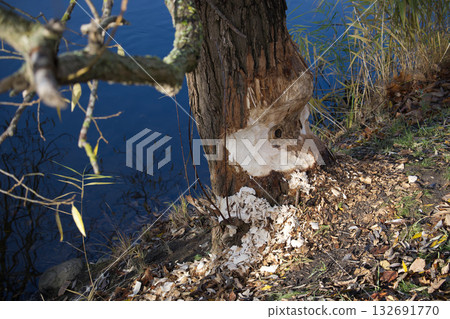Tree trunk gnawed by a beaver near a body of water on a sunny day Tree trunk gnawed by a beaver near a body of water on a sunny day 132691770