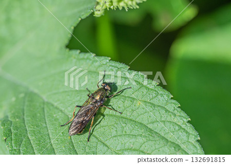 Rurimizuabu 132691815