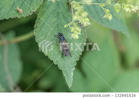 Rurimizuabu 132691816