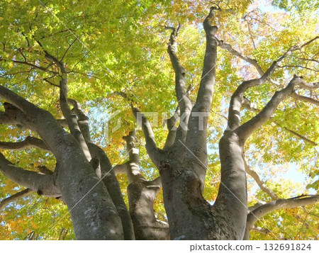抬頭望向那棵高大的秋季櫸樹 132691824