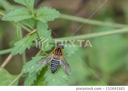 Stag beetle fly 132691881