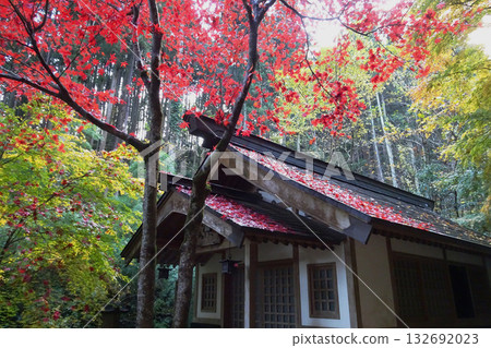東鄉公園,秩父禦嶽神社:秋葉和鮮紅的楓葉飄落在屋頂 / 埼玉縣飯能市,11月 東鄉公園,秩父禦嶽神社:秋葉和鮮紅的楓葉飄落在屋頂 / 埼玉縣飯能市,11月 132692023