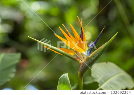 Bird of Paradise 132692294