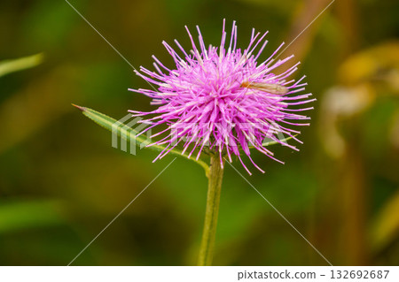 一隻大蚊正在吸薊花的花蜜 132692687