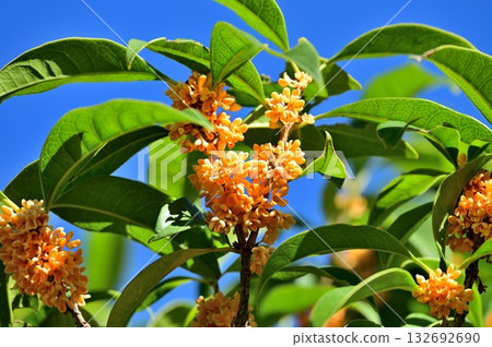 芬芳的桂花 132692690