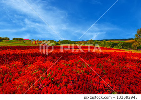 Red-dyed Shikisai Hill 132692945