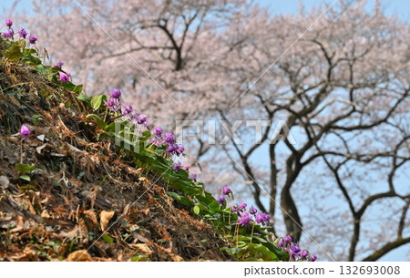 前景是一簇簇犬牙紫羅蘭，背景是江戶彼岸櫻花，八形城公園，依居町 132693008