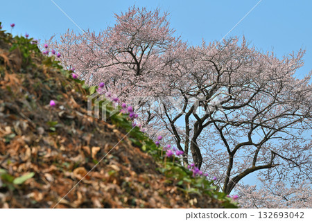 Edohigan cherry blossoms in the background and a cluster of dogtooth violets in the foreground, Hachigata Castle Park, Yorii Town Edohigan cherry blossoms in the background and a cluster of dogtooth violets in the foreground, Hachigata Castle Park, Yorii Town 132693042
