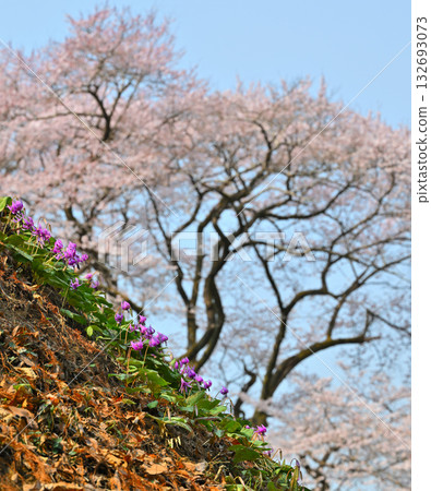 A cluster of dogtooth violets in the foreground and Edohigan cherry blossoms in the background, Hachigata Castle Park, Yorii Town A cluster of dogtooth violets in the foreground and Edohigan cherry blossoms in the background, Hachigata Castle Park, Yorii Town 132693073