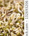 Mung bean sprouts, Organic vegetables, Food ingredient in Asian cuisine 132693206
