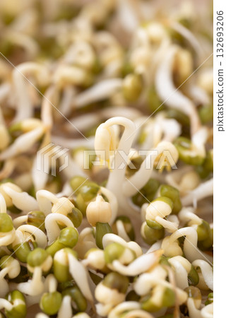 Mung bean sprouts, Organic vegetables, Food ingredient in Asian cuisine 132693206