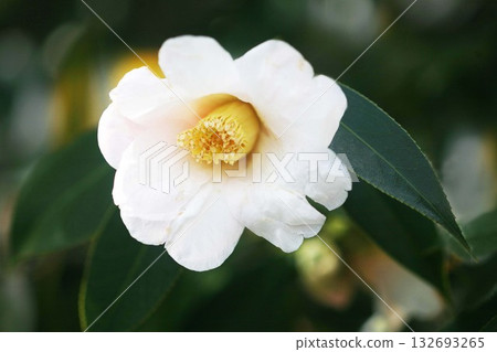 侘助 風鈴草的白色花朵 侘助 風鈴草的白色花朵 132693265