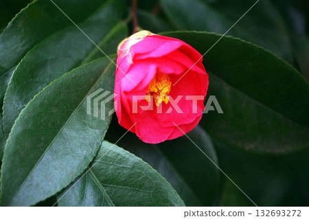 Red camellias beginning to bloom 132693272