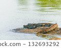 Crocodile basking on the riverbank during a tranquil afternoon in the wilderness 132693292