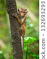 Curious monkey climbs a tree in a lush forest during the day 132693293