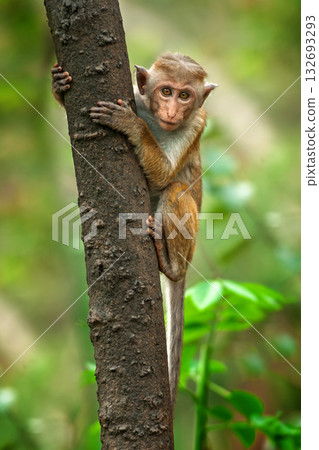 Curious monkey climbs a tree in a lush forest during the day Curious monkey climbs a tree in a lush forest during the day 132693293