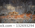 Lion lies in the grass in National park of Kenya 132693294