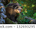 Brown bear on branch in summer forest. Animal in nature habitat. Wildlife scene 132693295