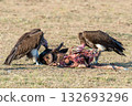 Vulture feeding on a kill. Masai Mara National Park, Kenya 132693296