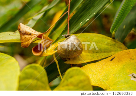 Yam bulb 132693383