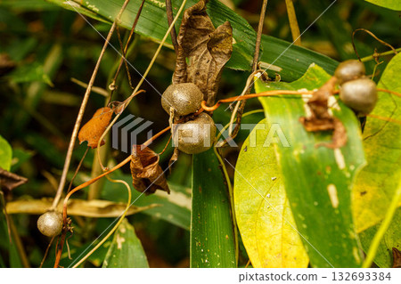 Yam bulb Yam bulb 132693384