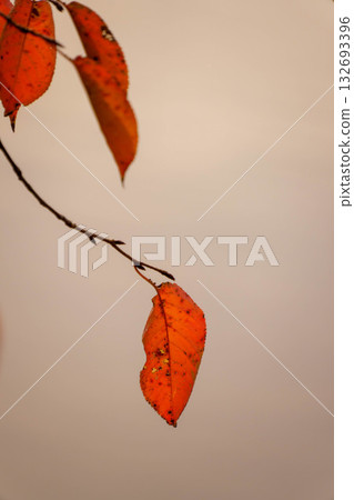 Autumn leaves Autumn leaves 132693396