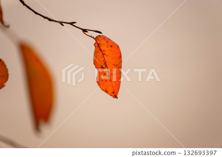 Autumn leaves Autumn leaves 132693397