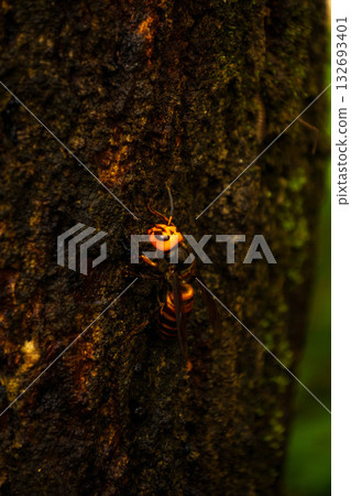 黃蜂在樹液中收集 132693401