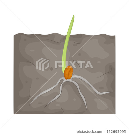 Illustration of germination   132693995