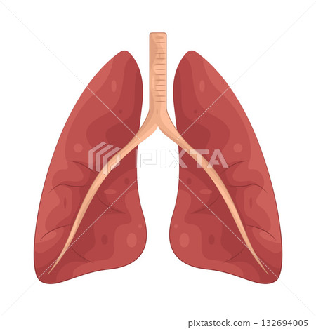 Illustration of human lungs Illustration of human lungs 132694005