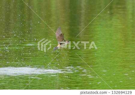 A dynamic bathing scene of a red-rumped swallow 132694129
