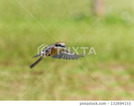 Shrike's low-flying scene 132694133