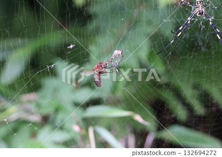 亞洲大黃蜂捕食蜘蛛 亞洲大黃蜂捕食蜘蛛 132694272