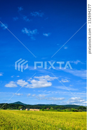 Autumn in Noto with rice ears spreading Autumn in Noto with rice ears spreading 132694277