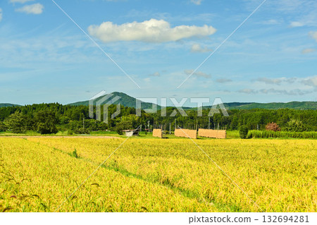 能登的秋色，稻穗舒展。 132694281