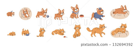 Pets growth stages. Funny domestic animals, from infancy to old age, cute redheads cat, funny dog, french bulldog, maturation, vector cartoon flat style isolated mascot garish vector set 132694392