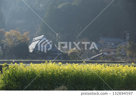 大原的強姦花田 大原的強姦花田 132694597