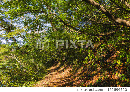 Walking trail around Takanami Pond Walking trail around Takanami Pond 132694720