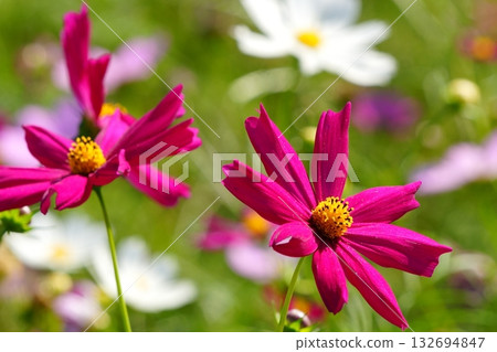 宮崎縣齋藤市齋藤原古墓群的宇宙 132694847