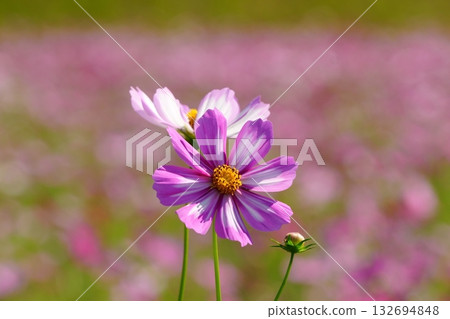 宮崎縣齋藤市齋藤原古墓群的宇宙 132694848