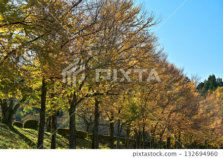 Rows of katsura trees shining in the morning sun Rows of katsura trees shining in the morning sun 132694960