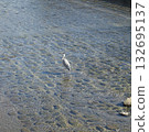 一隻鳥 132695137