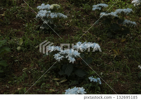Rainy season flower Hydrangea 132695185