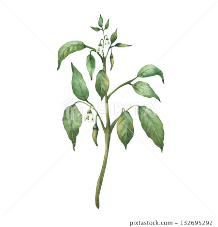 Chili pepper plant with green unripe pepper pods, flowers and leaves. Botanical hand drawn watercolor illustration. Hot red spicy vegetables for food, spice label, gardening. Isolated from background 132695292