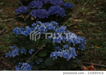 Rainy season flower hydrangea 70 Rainy season flower hydrangea 70 132695418