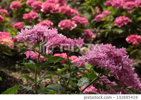 Rainy season flower Hydrangea 71 132695419