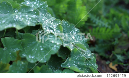 Close-up of vibrant green leaves adorned with droplets of water, showcasing the beauty of nature, freshness, and tranquility in a lush environment with soft background elements Close-up of vibrant green leaves adorned with droplets of water, showcasing the beauty of nature, freshness, and tranquility in a lush environment with soft background elements 132695459