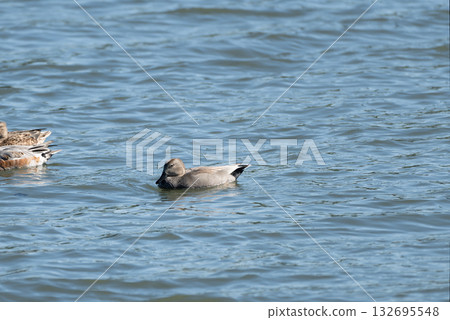 Okayoshigamo male Okayoshigamo male 132695548